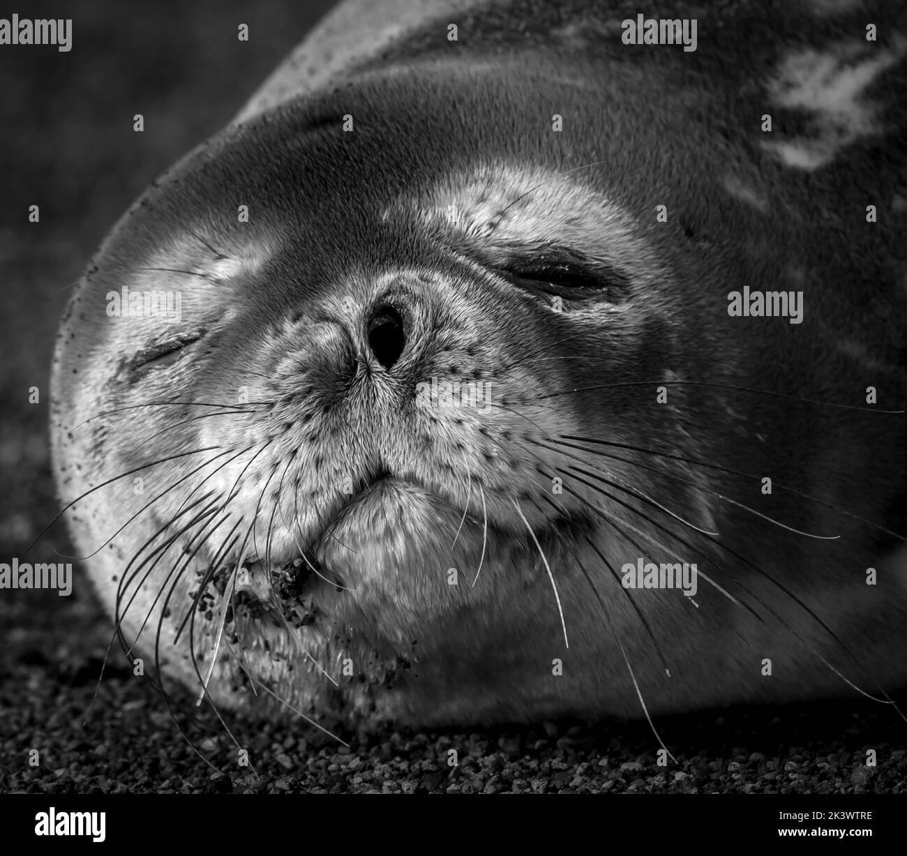 Leoni marini, Penisola Valdes, Patagonia, Argentina. Foto Stock