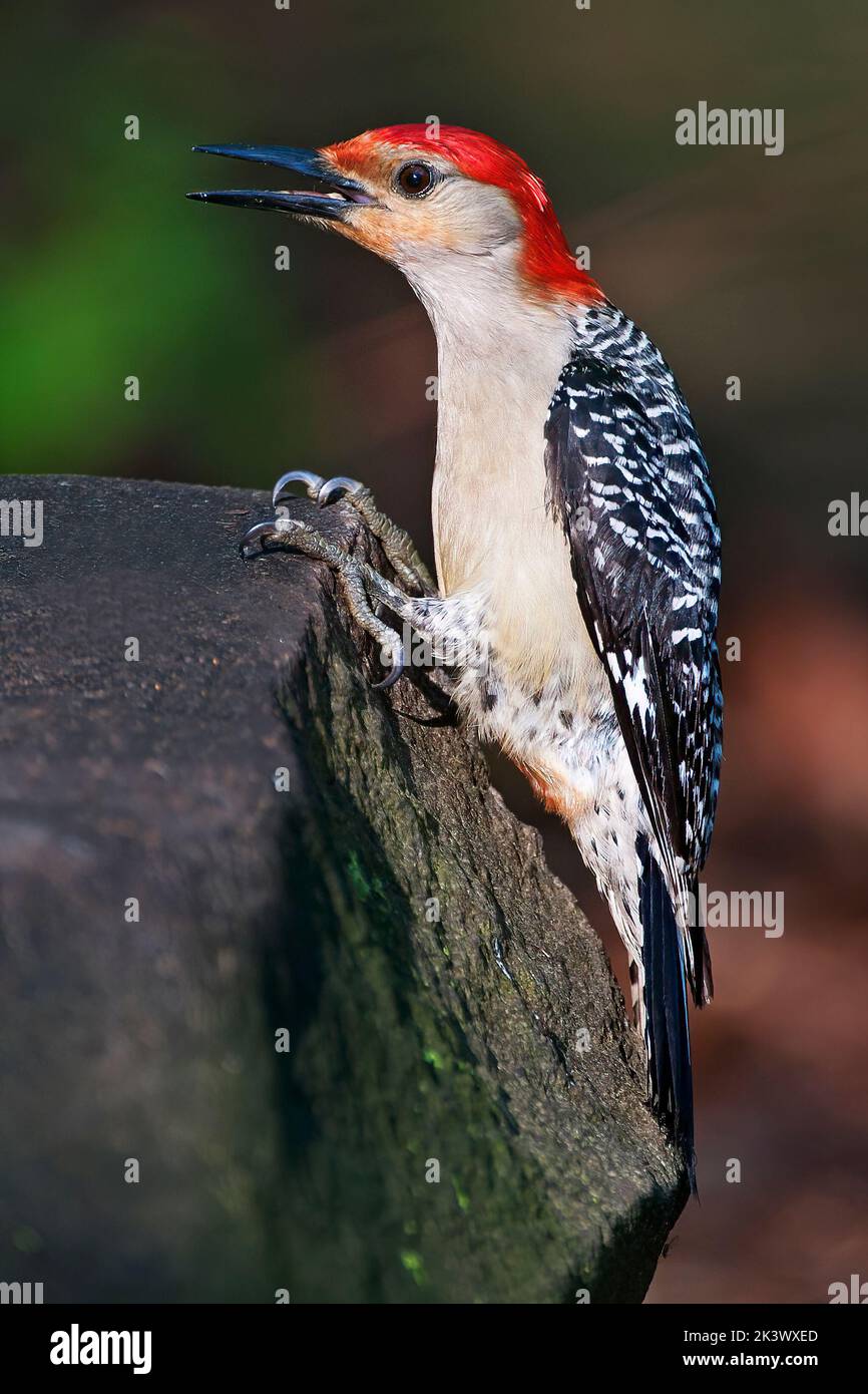 Primo piano picchio rosso-bellato Foto Stock