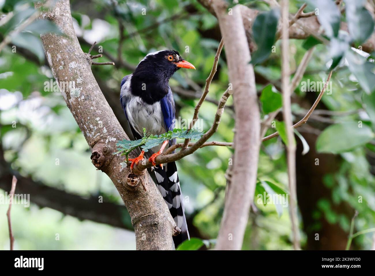 Un primo piano di una magpie blu di Taiwan Foto Stock