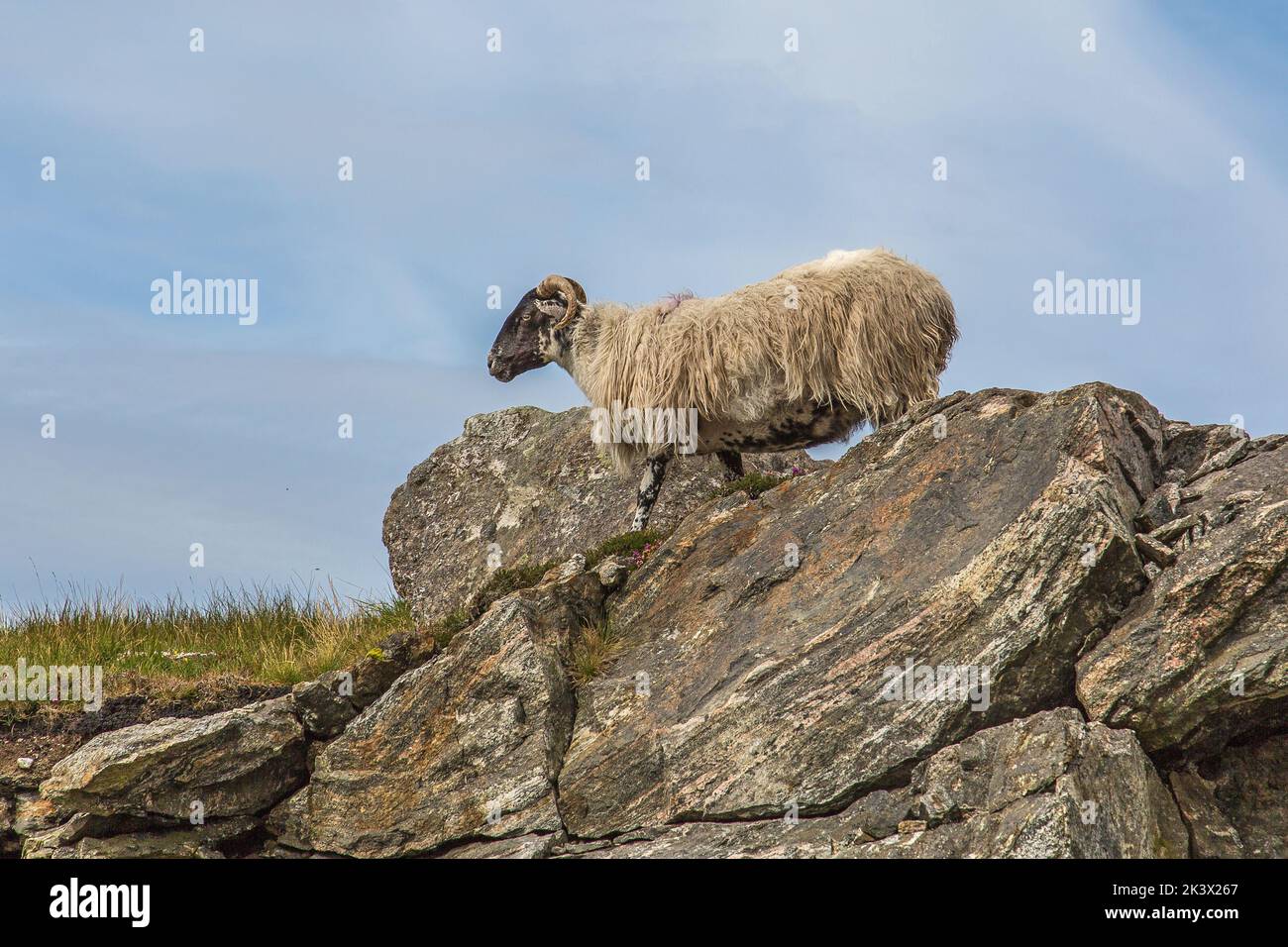 Pecore Unshorn su Rock, Harris, Isola di Harris, Ebridi, Ebridi esterne, Western Isles, Scozia, Regno Unito, Gran Bretagna Foto Stock