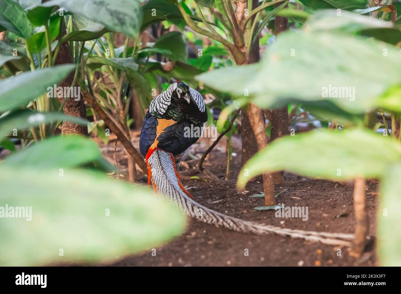 Bellissimo uccello a coda lunga nella foresta tropicale Foto Stock