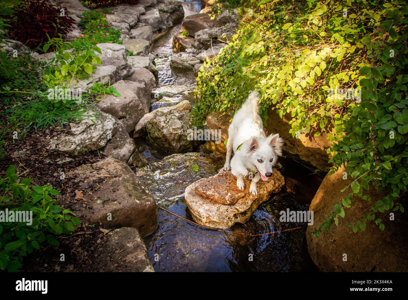 Piccolo cucciolo bianco con orecchie perky in piedi su una roccia in un flusso roccioso con fogliame-American Eskimo Dog Foto Stock