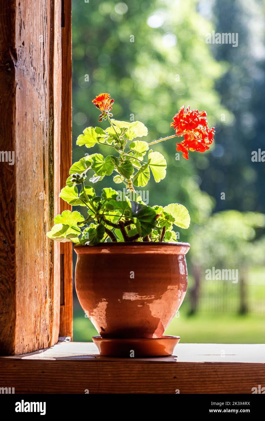 Fiori di geranio in vaso di ceramica sulla finestra di vecchia casa rurale di legno in estate giorno di sole Foto Stock