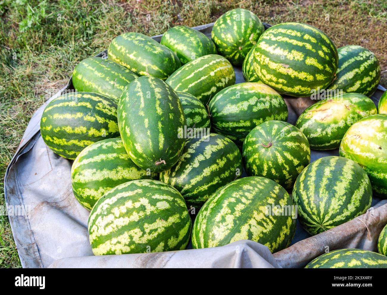 Freschi cocomeri in vendita presso il locale mercato degli agricoltori Foto Stock