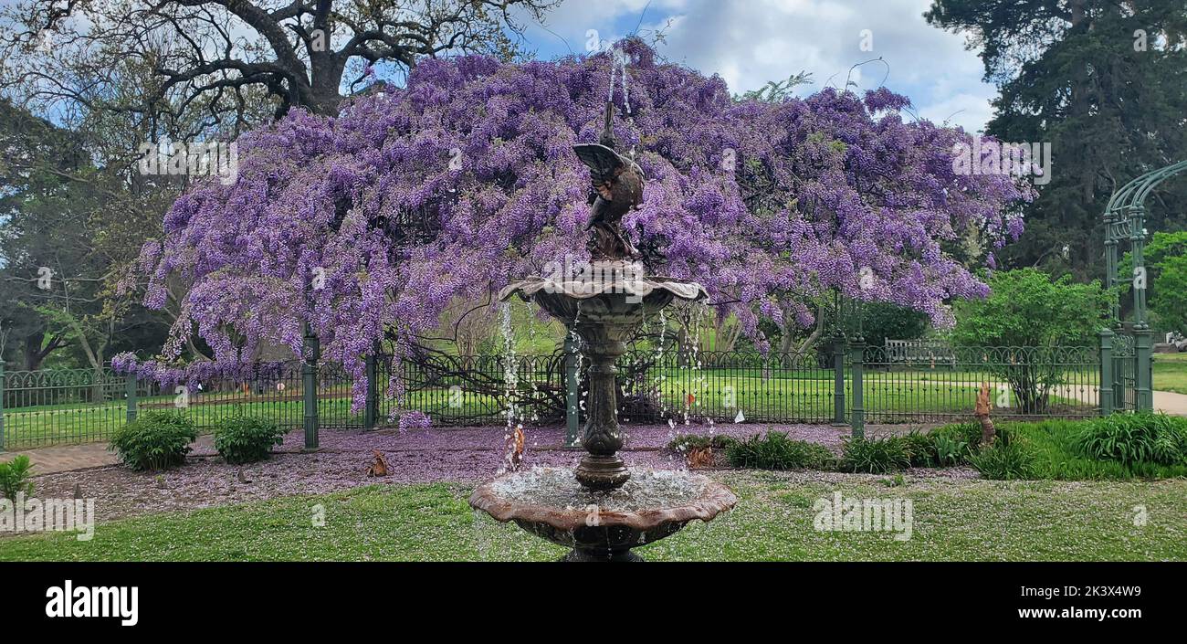 Trellis di glicine traboccante in piena fioritura con petali sparsi ovunque con fontana di uccelli in primo piano. Foto Stock