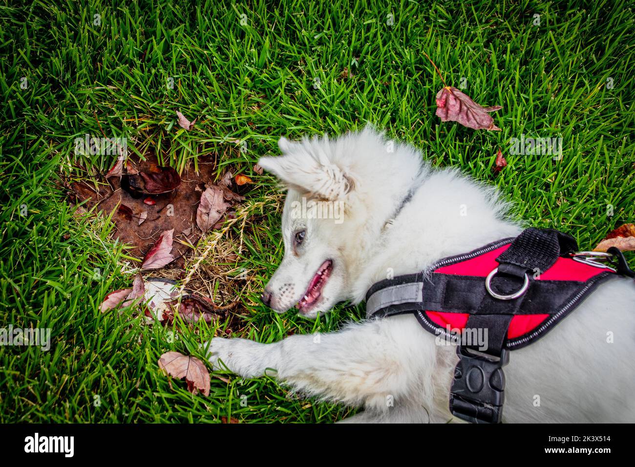 Cucciolo bianco americano Eskimo in tino rosso rotola in erba e gioca con foglie autunnali Foto Stock