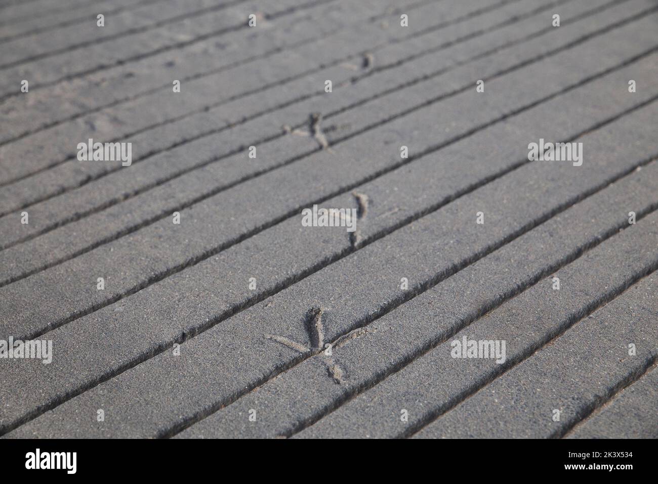 Tracce di uccelli che camminavano su cemento fresco in Danimarca Foto Stock