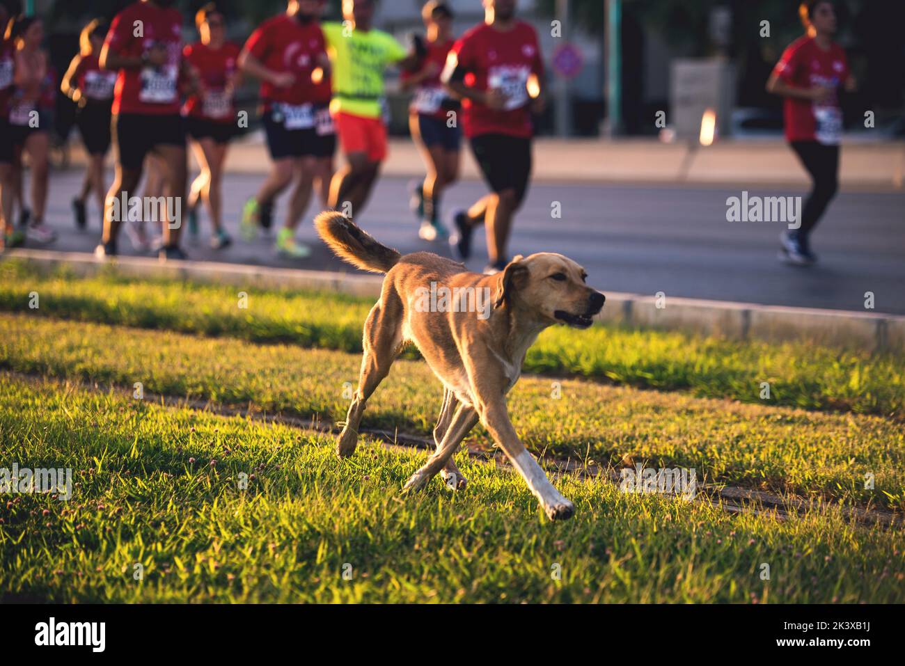 I concorrenti e un cane che corre nella mezza maratona sono in esecuzione speciale per il 100th° anniversario della liberazione di Izmir. Foto Stock
