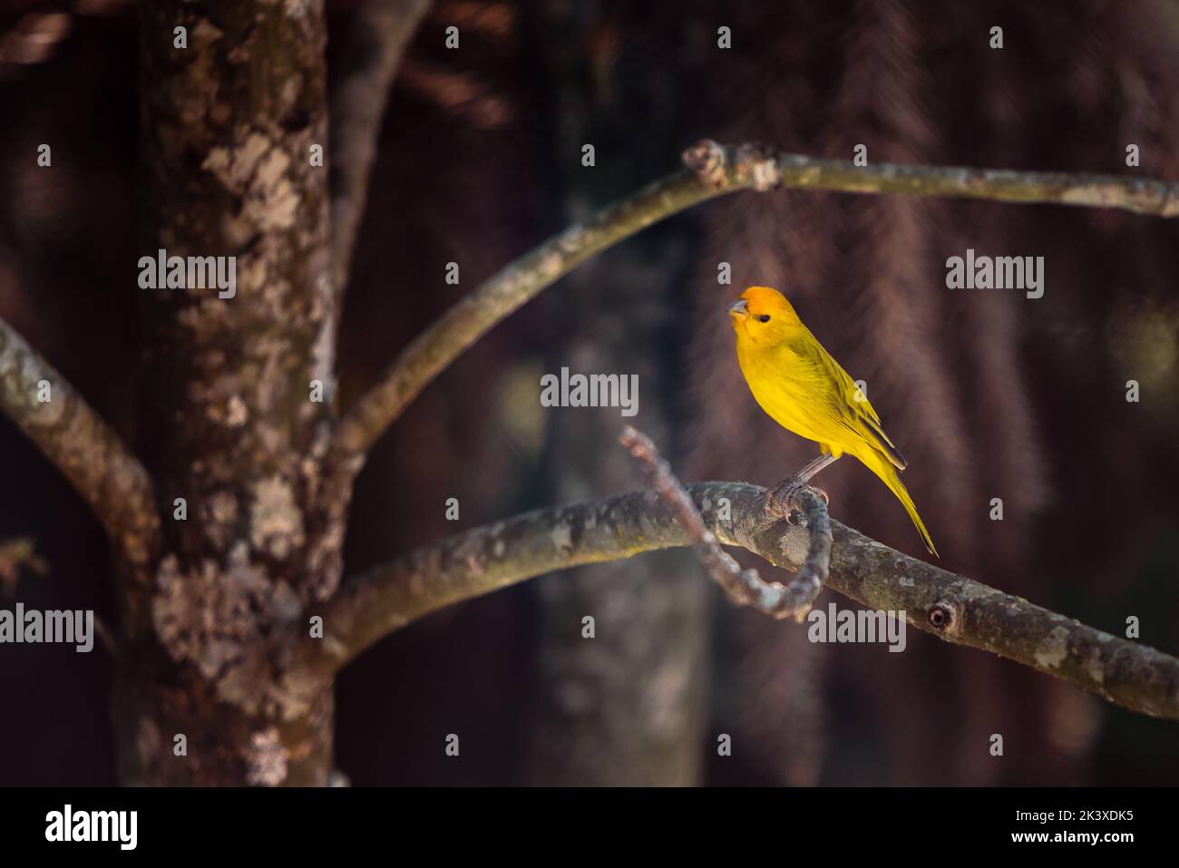 Sicalis flaveola, Saffron Finch, uccello giallo sul ramo dell'albero a Minas Gerais, Brasile. Foto Stock