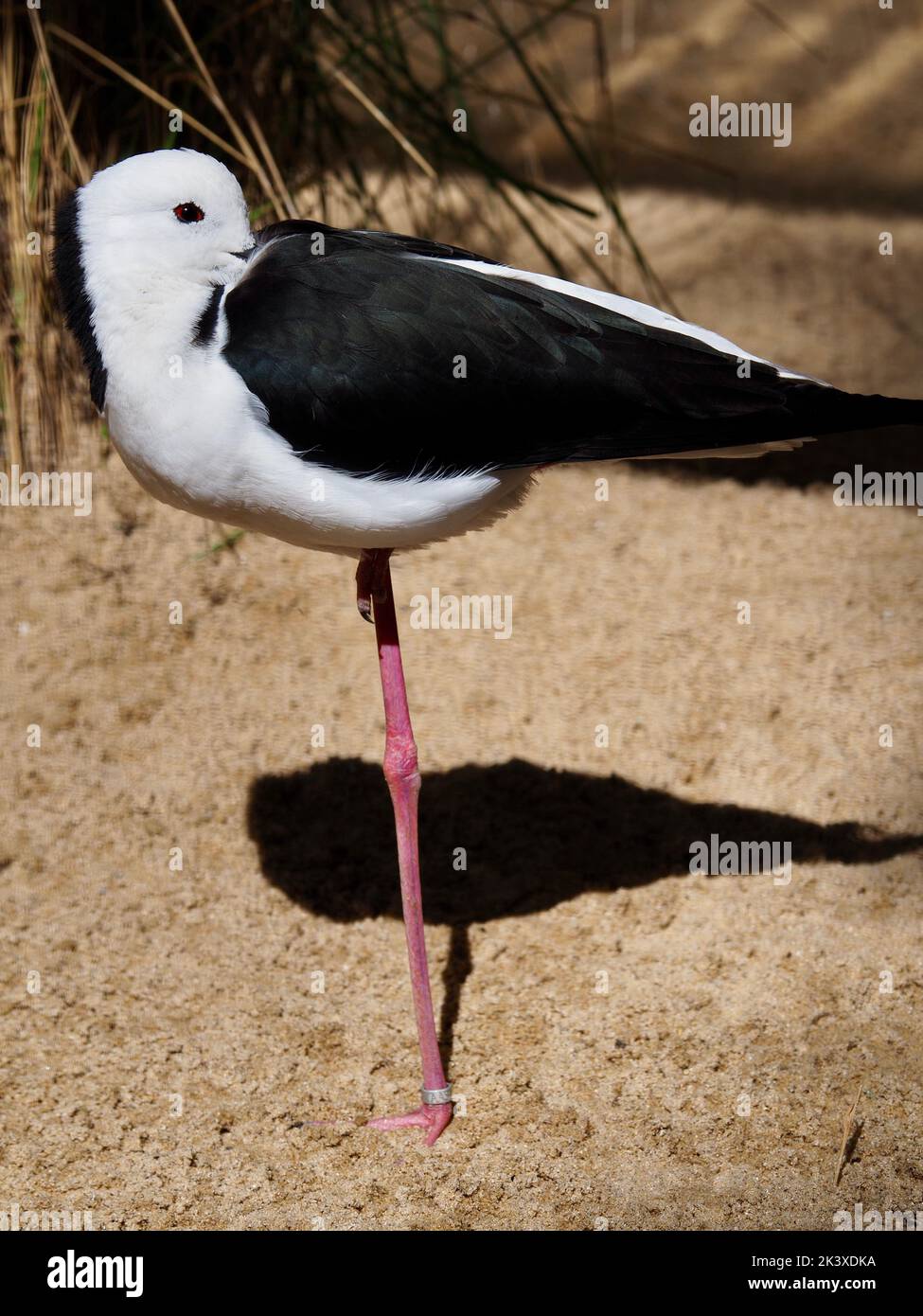 Splendido stilt dalle ali nere nella bellezza naturale. Foto Stock