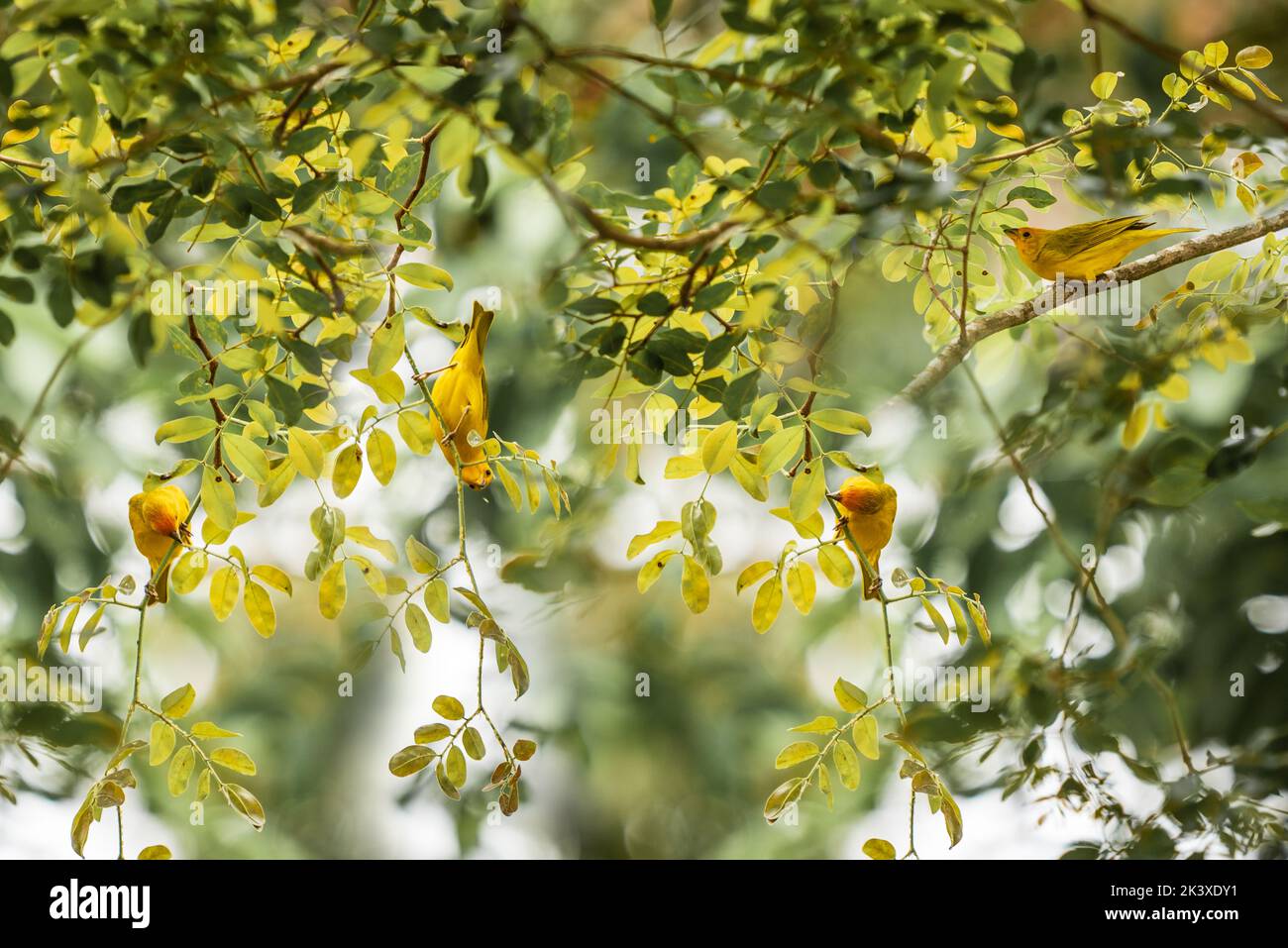 Sicalis flaveola, Saffron Finch, uccelli gialli su rami verdi a Minas Gerais, Brasile. Foto Stock
