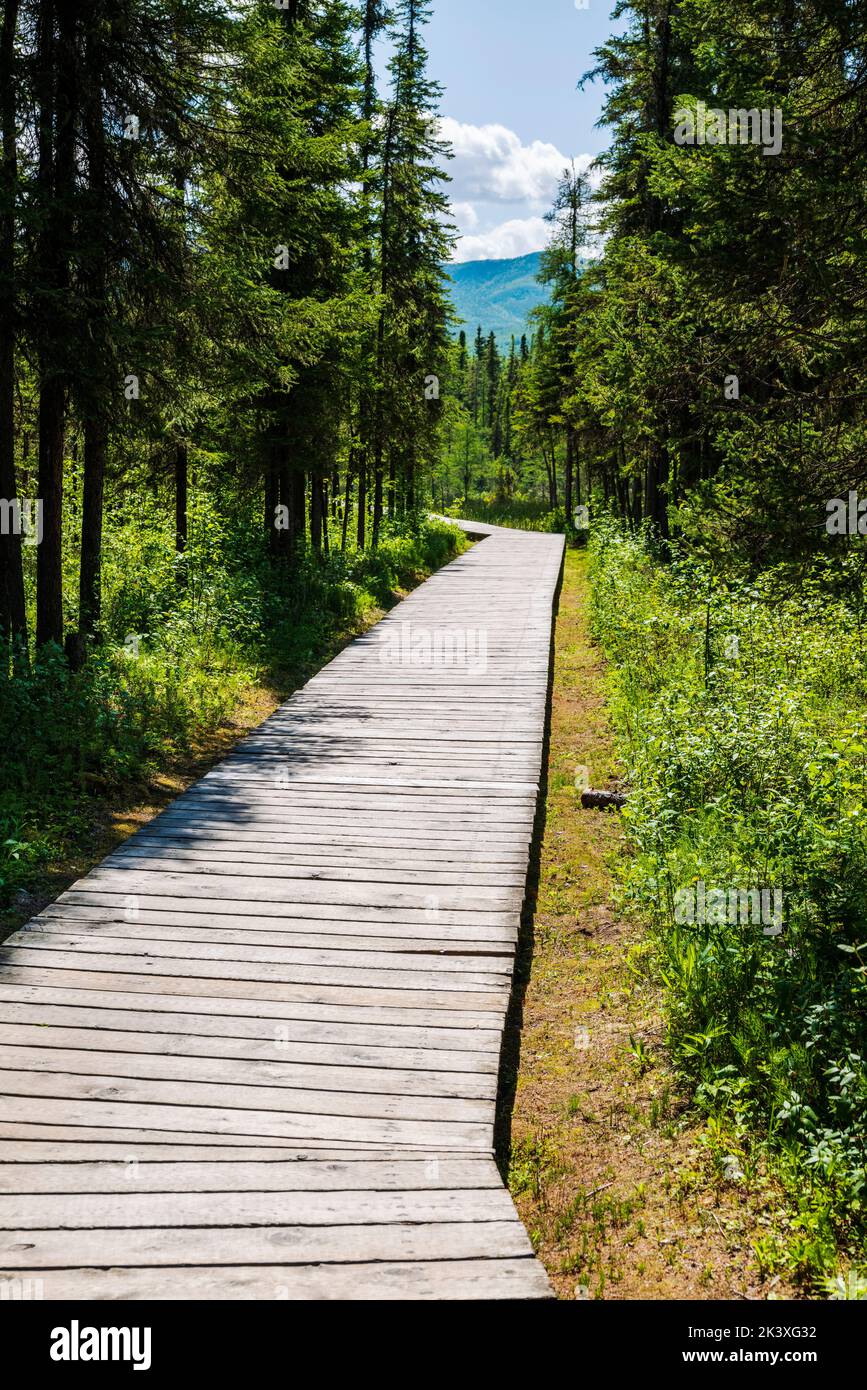 Passeggiata lungo la foresta; sorgenti termali di Liard River; Liard River Provincial Park; British Columbia; Canada Foto Stock