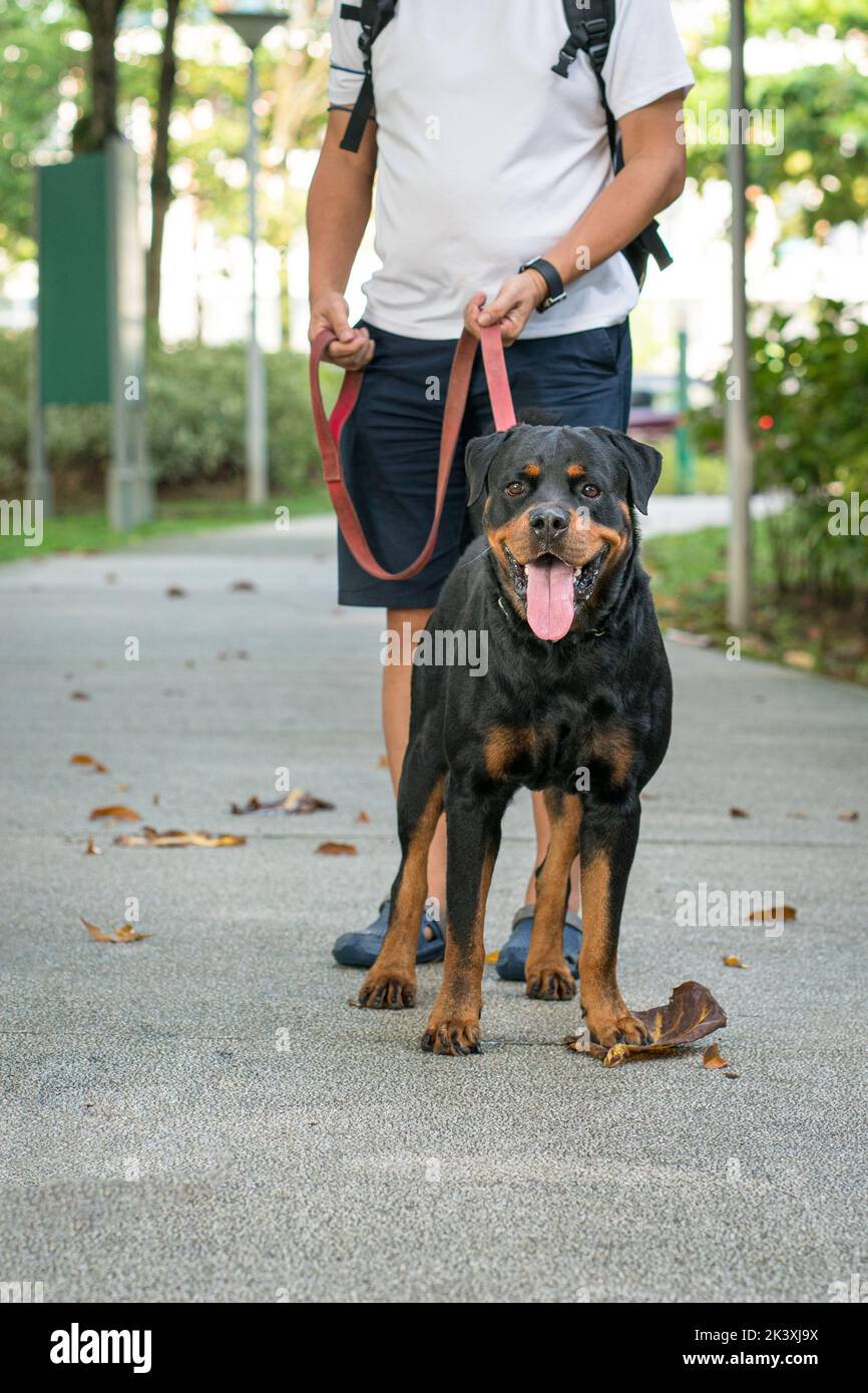Uomo che porta il cane del rottweiler dell'animale domestico per una passeggiata all'aperto nel parco. Foto Stock
