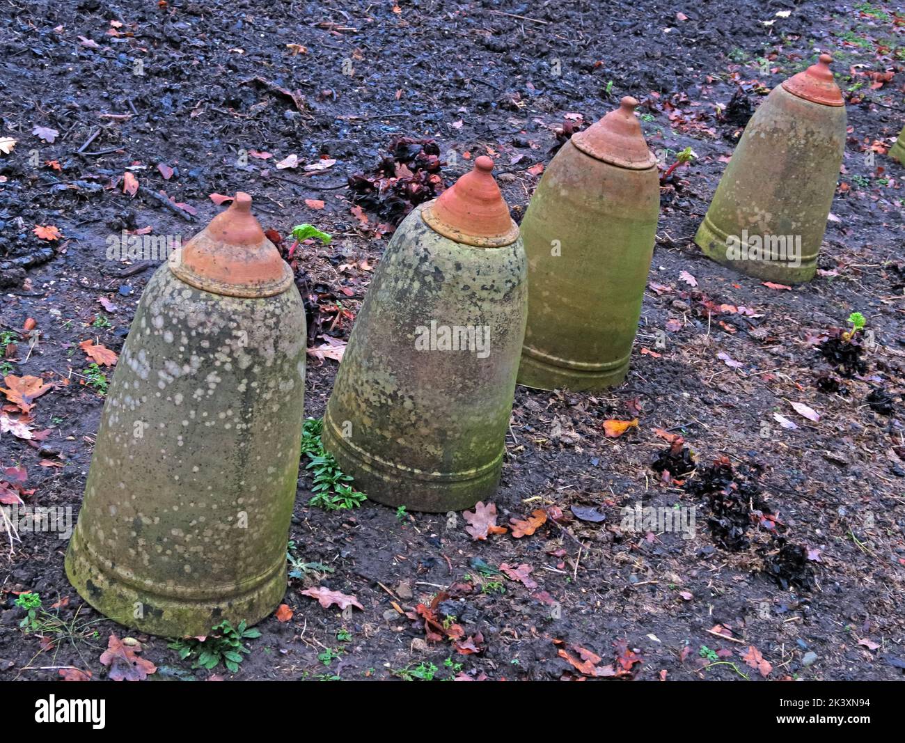 Forcieri di rabarbaro di terracotta in inverno, Grappenhall Heys Walled Garden, Witherwin Avenue, Warrington, Cheshire, Inghilterra, REGNO UNITO, WA4 3DS Foto Stock