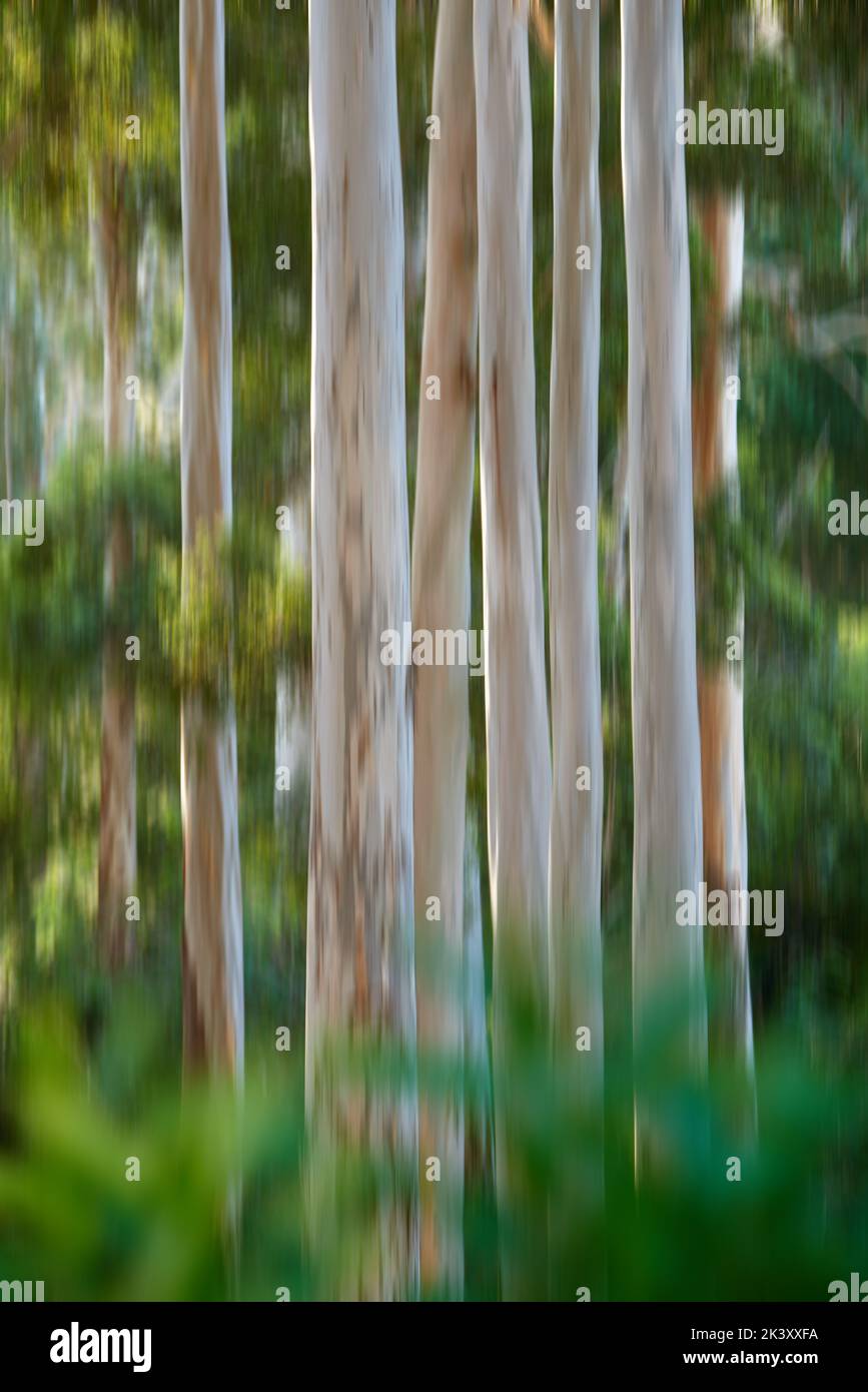 Alberi crescono dove loro. Uno sfondo strutturato. Foto Stock