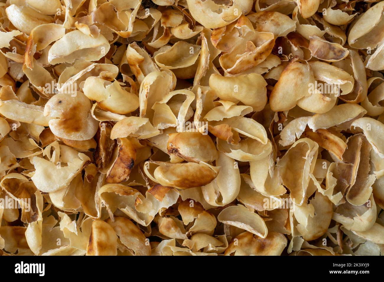 primo piano dello scafo del caffè o della buccia di pergamena dei chicchi di caffè, detto anche endocarpo, strato di carta cartata intorno al chicco di caffè, avanzi Foto Stock