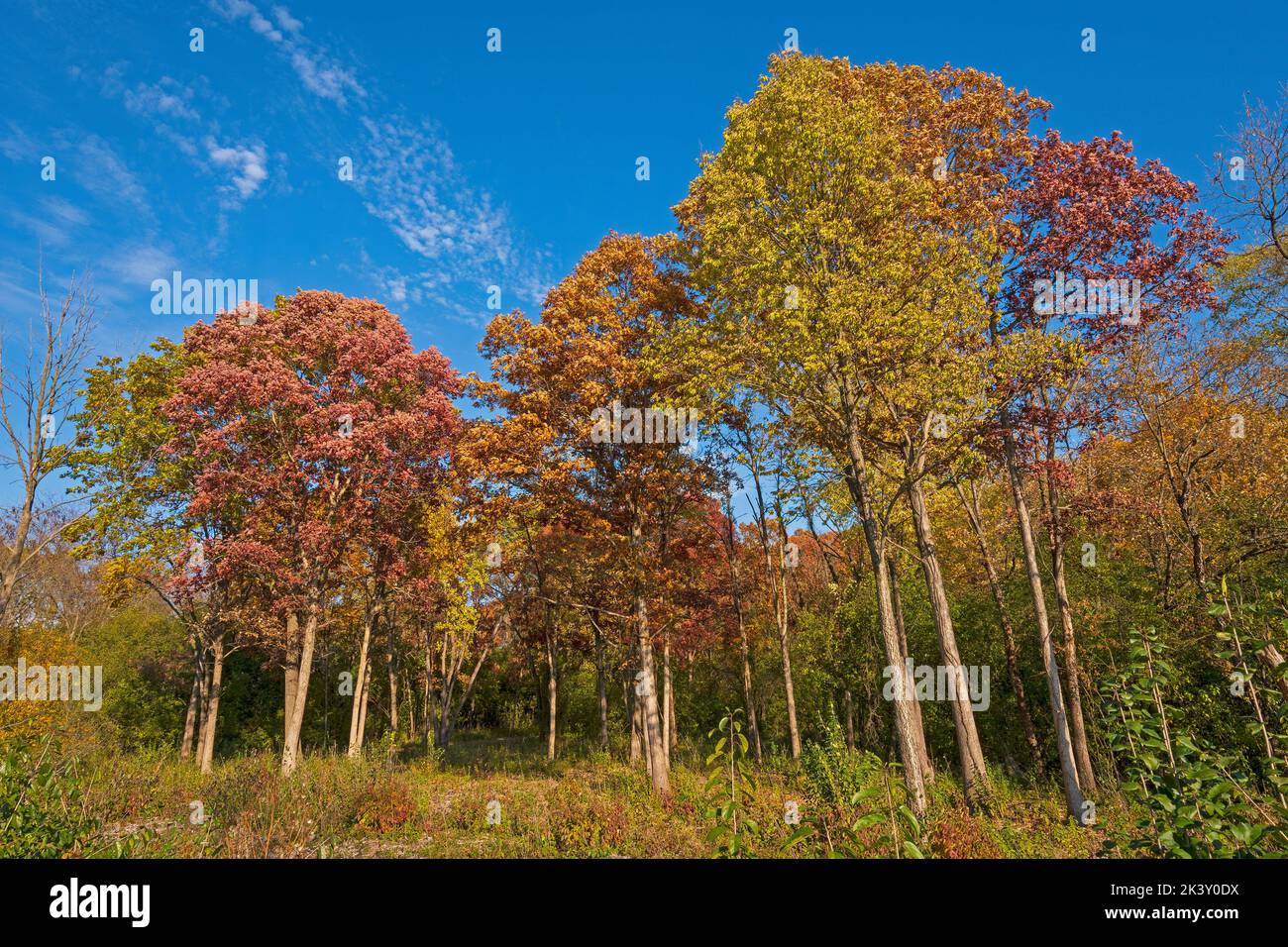 Una tavolozza completa di colori autunnali nella riserva naturale Crabtree in Illinois Foto Stock
