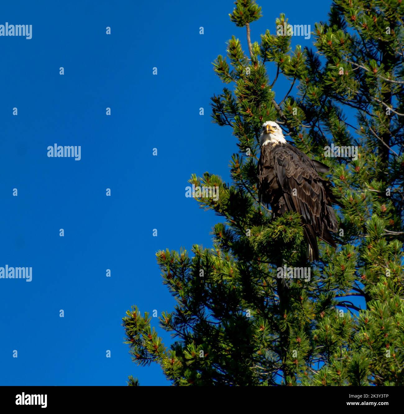 Un'aquila calva americana appollaiata su un albero sempreverde contro il cielo blu nel Parco Nazionale di Yellowstone Foto Stock