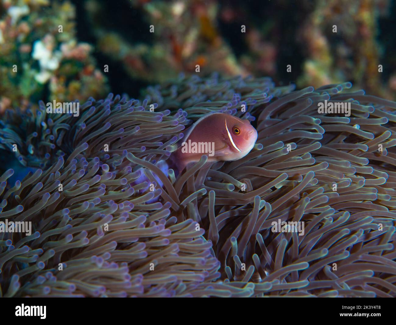 Pesce pagliaccio rosa nemo che fuoriesce dal suo habitat anemone Foto Stock