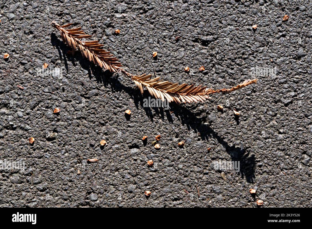 Una foglia marrone è arricciata verso l'alto dopo averla caduta dall'albero Foto Stock