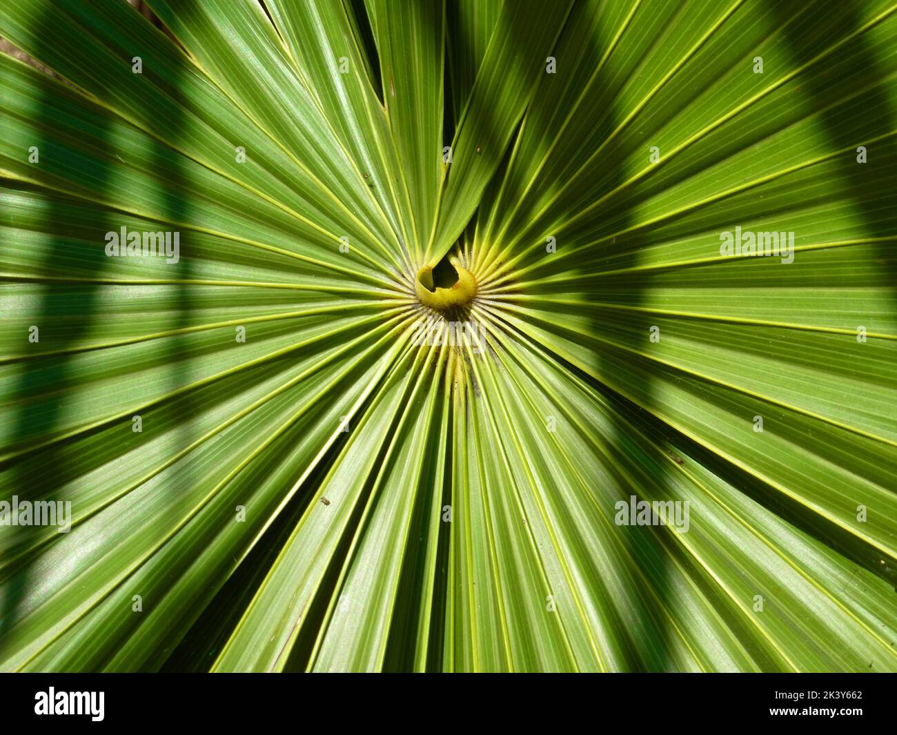 Centro della foglia di palma Foto Stock