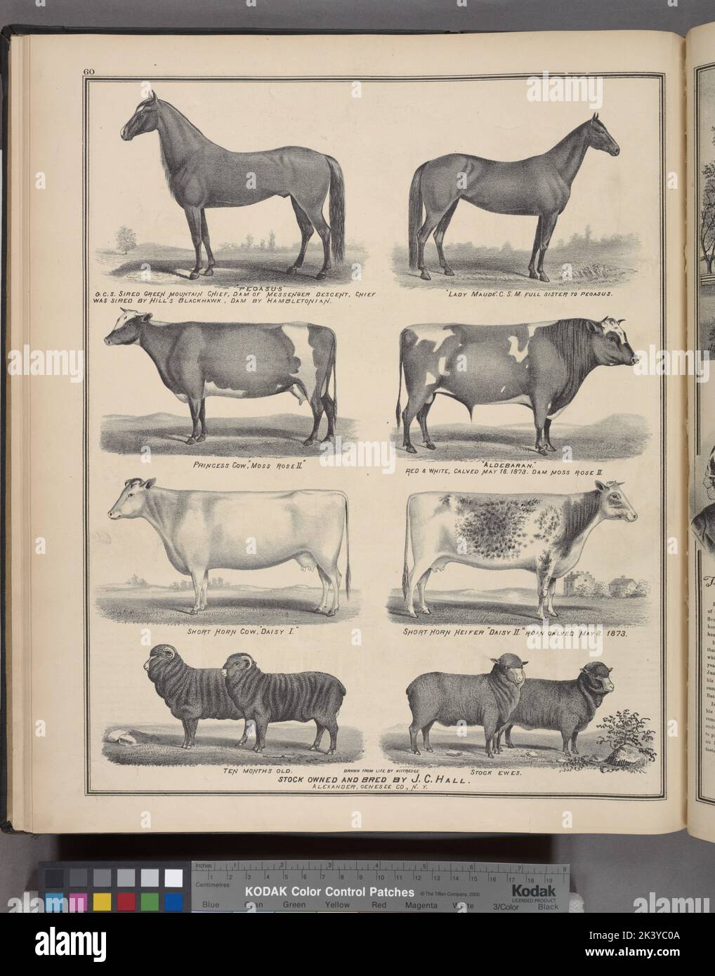 Egasus' G. C. S. Sired Green Mountain Chief, diga di discesa di Messegger, il capo fu sirato dal Blackhawk della collina, diga da Hamblenian. ; "Lady Maude". C. S. M. sorella piena di Pegasus. ; Princess Cow, « Moss Rose II »; « Aldebaran ». Rosso & Bianco, calvato 18 maggio. 1873. Diga Moss Rose II ; Cow a tromba corta, ' Daisy I. '; Horn Heifer corto ' Daisy II ' Roan calved il 8 maggio. 1873. ; Dieci mesi. ; Pecore di scorta. ; Azioni possedute e allevate da J. C. Hall. Alexander, Genesee Co., N.Y. cartografia. Atlanti, Mappe. 1876. Lionel Pincus e la Principessa Firyal Map Division. Contea di Genesee (N.Y.), Real Property , New York (St Foto Stock
