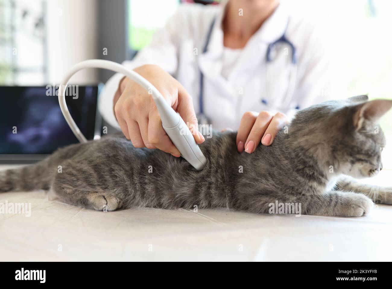 Veterinario conduce un esame ecografico di gatto Foto Stock