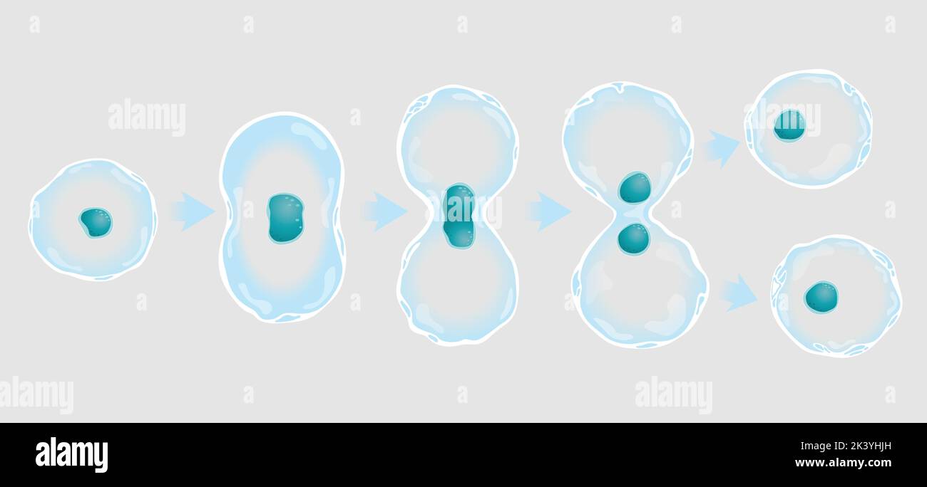 Il grafico mostra in 5 fasi la divisione di una cellula e la duplicazione del nucleo. Immagine vettoriale Illustrazione Vettoriale