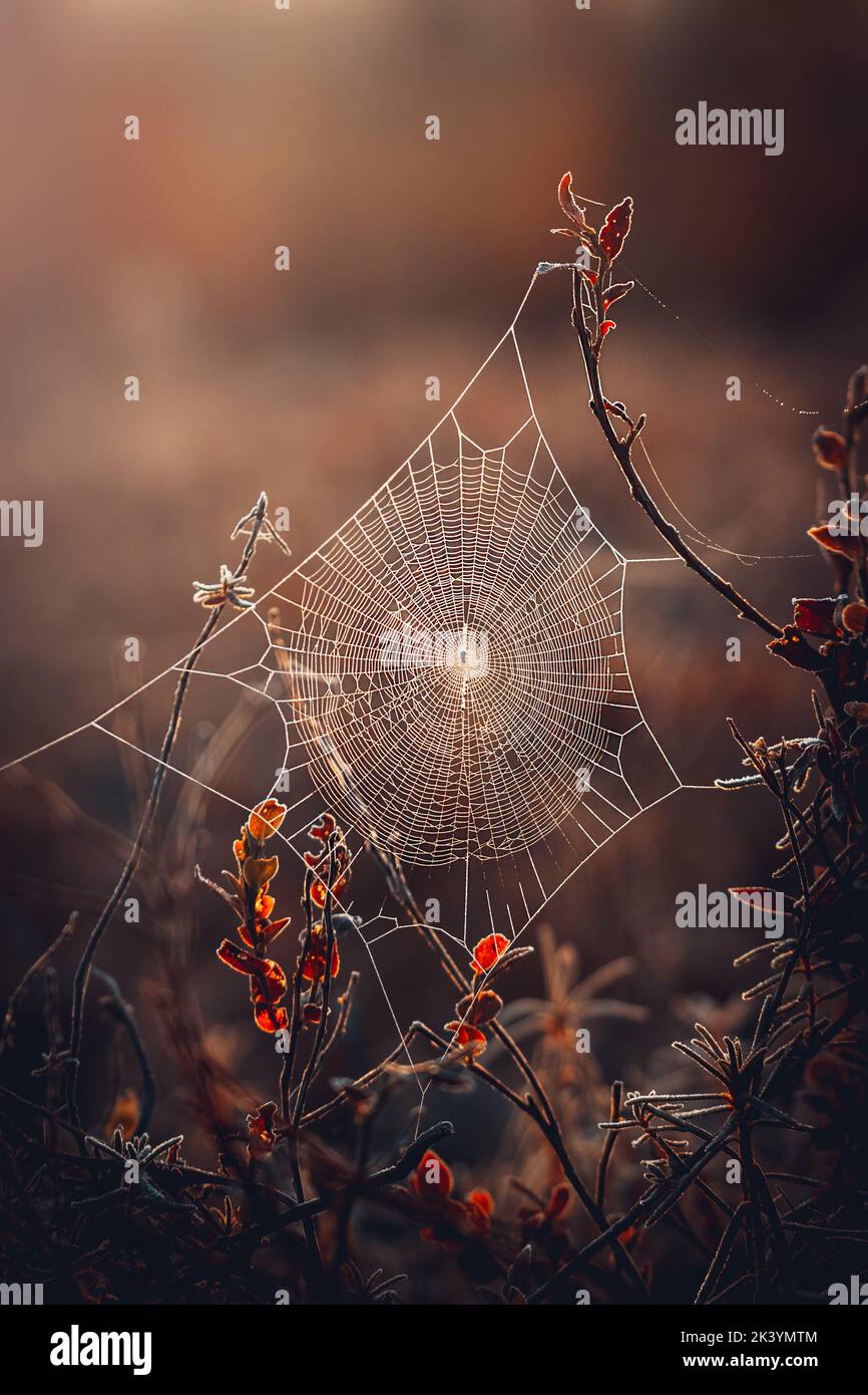 Ragnatela gelida la mattina d'autunno Foto Stock