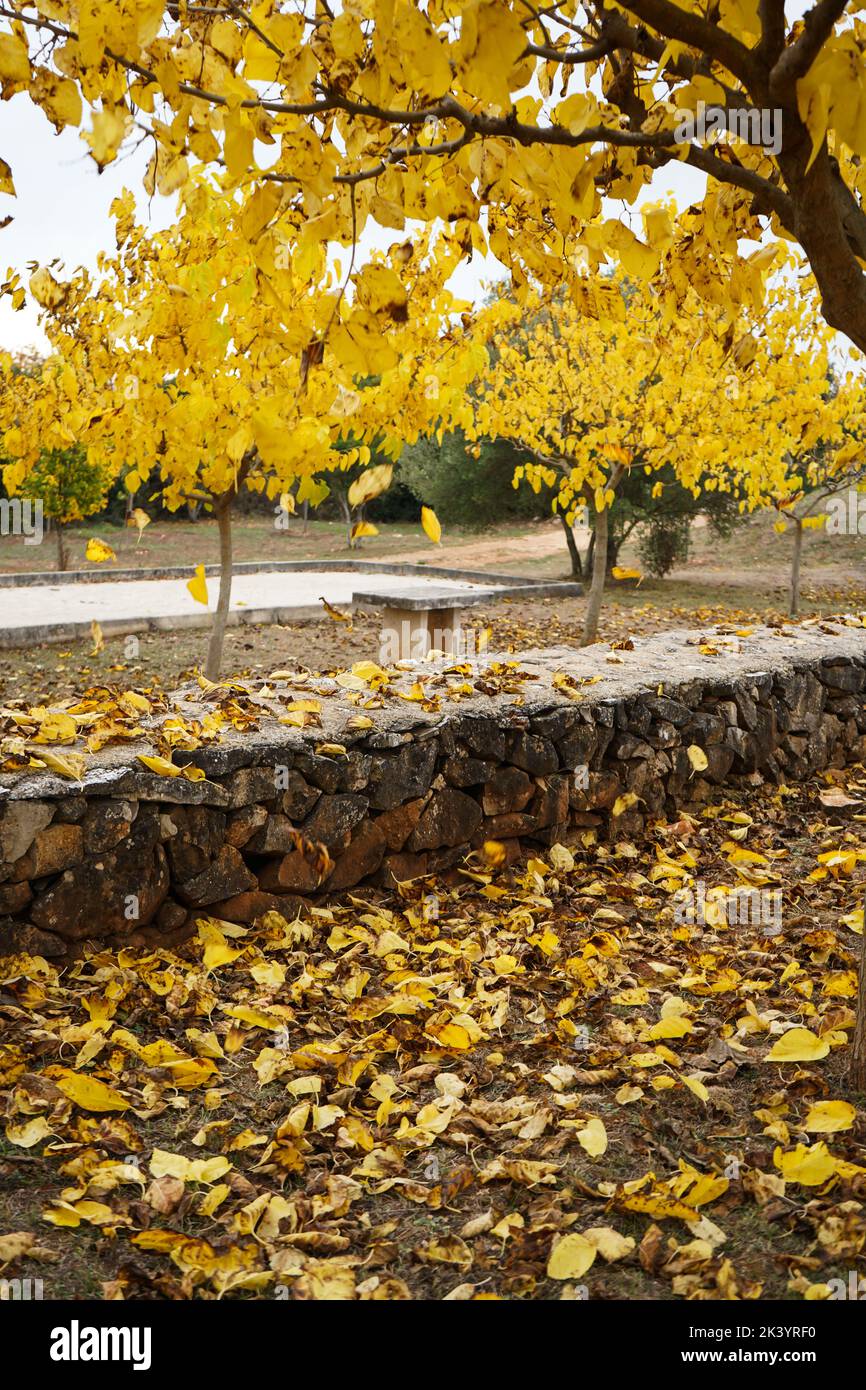 Bellissimo paesaggio autunnale con alberi gialli. Fogliame giallo nel parco. Caduta foglie sfondo naturale Foto Stock