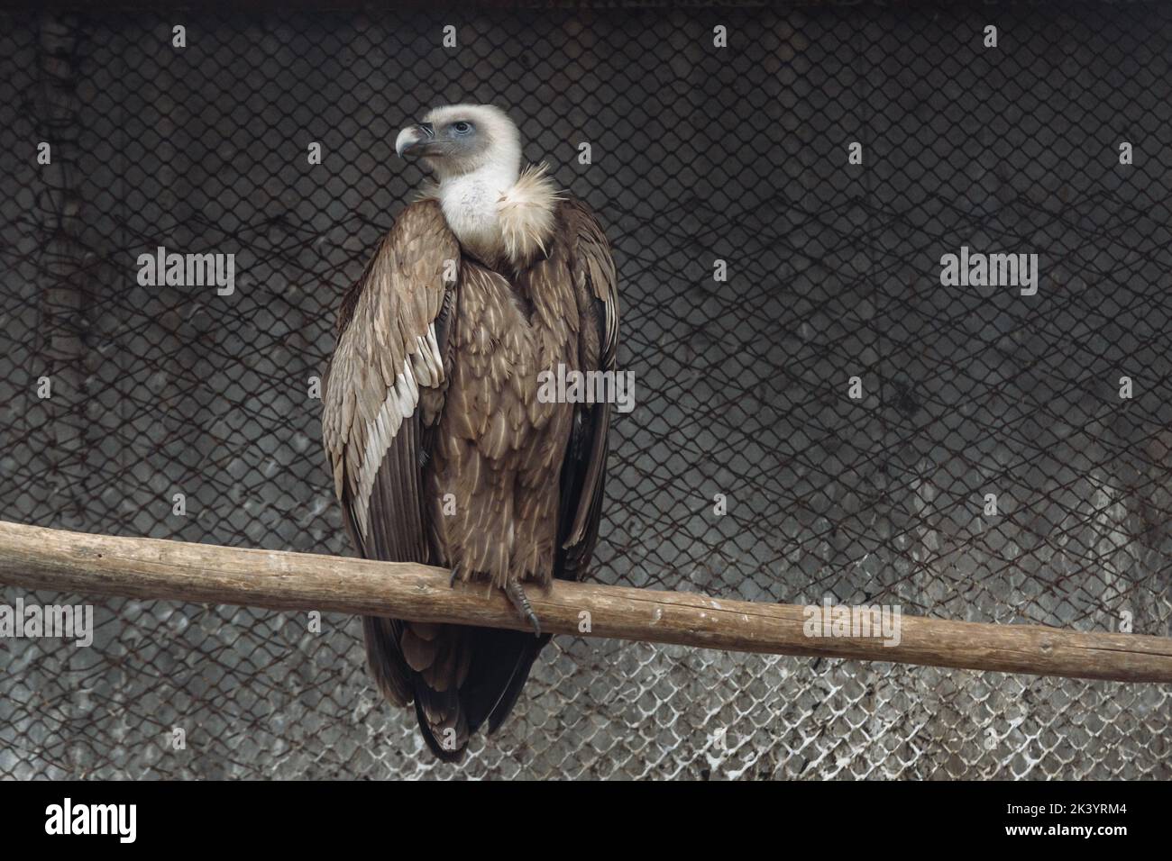 Avvoltoio griffon eurasiatico o palestre fulvus nel parco Foto Stock