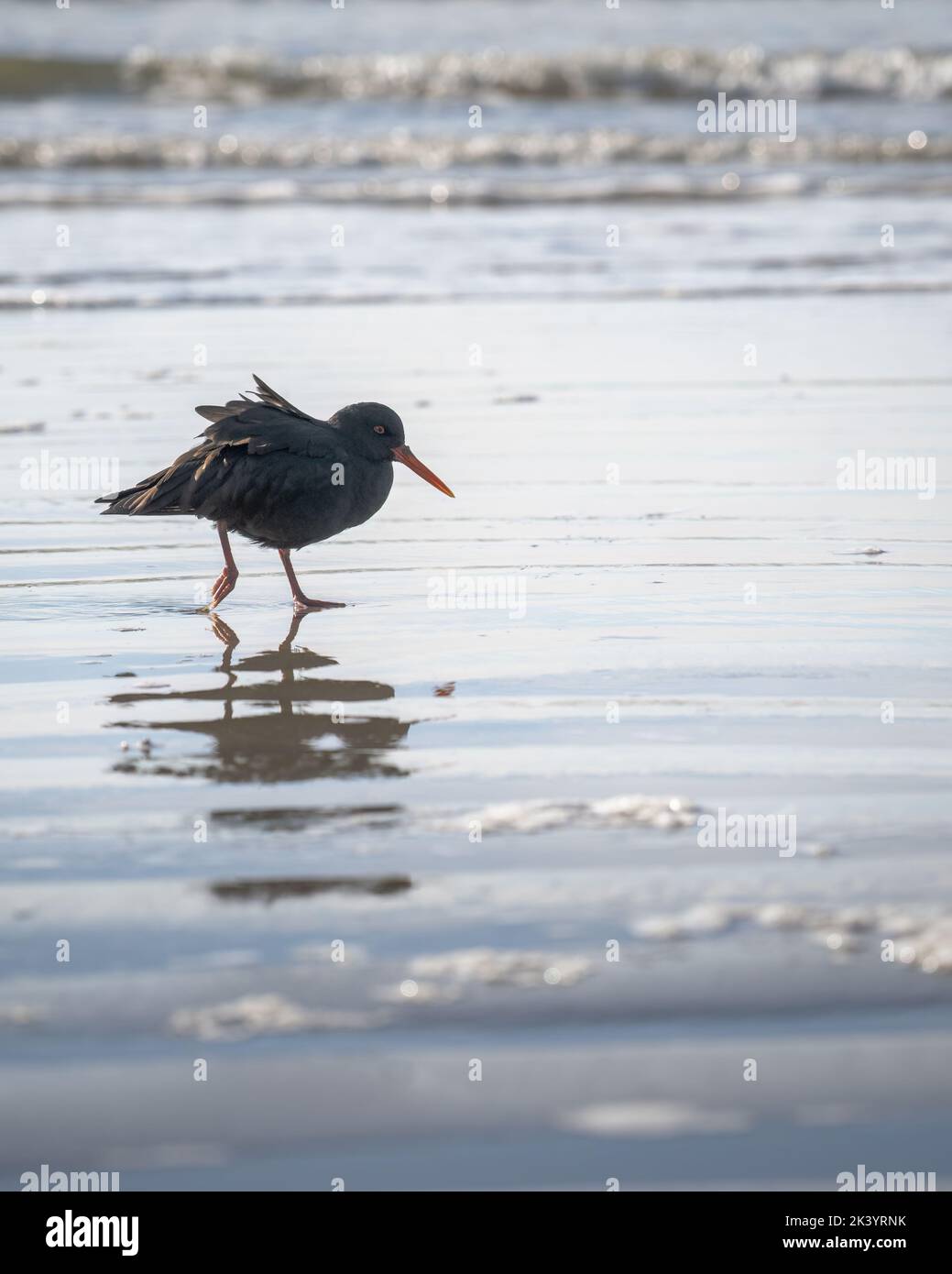 Un oystercatcher nero a piedi sulla spiaggia con il suo riflesso sulla sabbia bagnata. Penisola di Otago. Formato verticale. Foto Stock