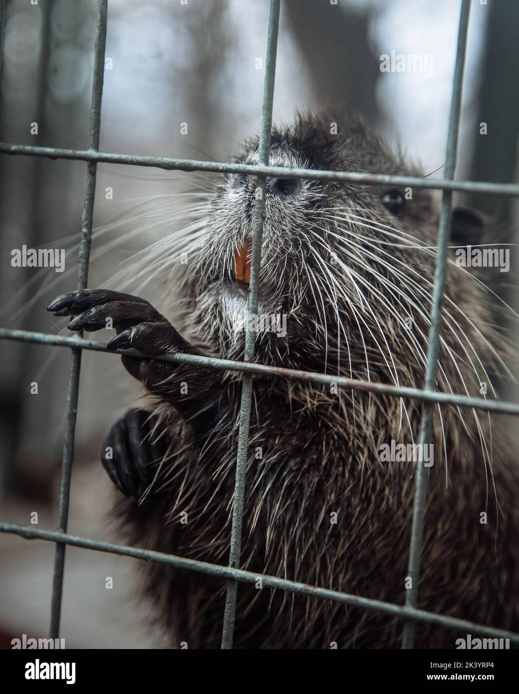 Nutria o Myocastor coypus sbirciando fuori dalla gabbia allo zoo Foto Stock