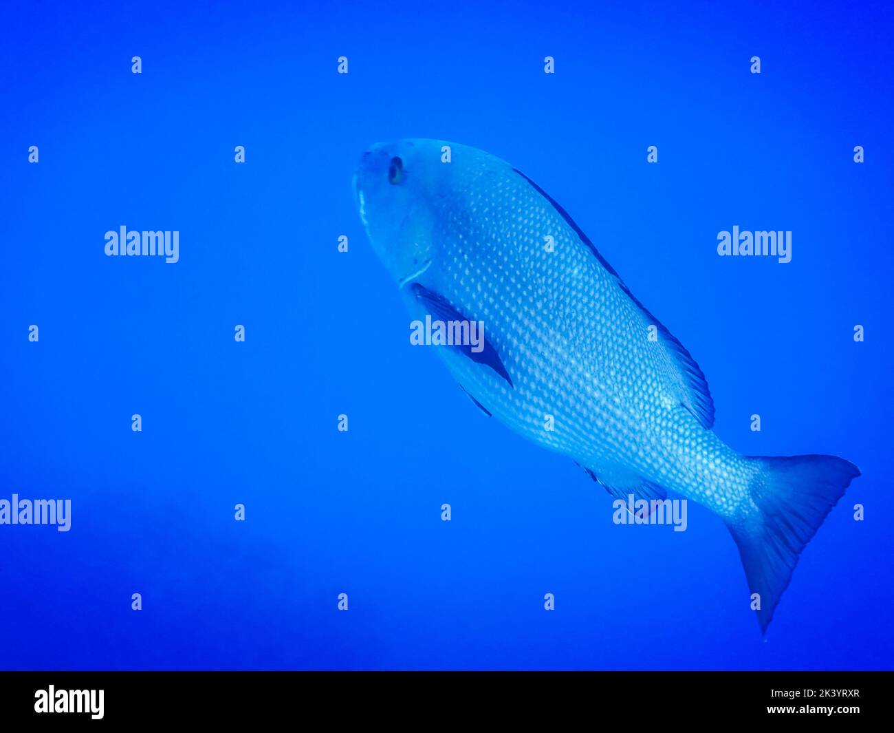 meraviglioso grande pesce dentice comune con vista sulle acque blu profondo mentre si tuffa in egitto Foto Stock