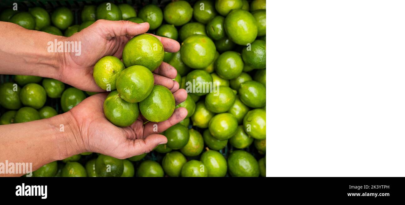 Citrus x aurantiifolia - Limone nelle mani del contadino nella piazza del mercato colombiano Foto Stock