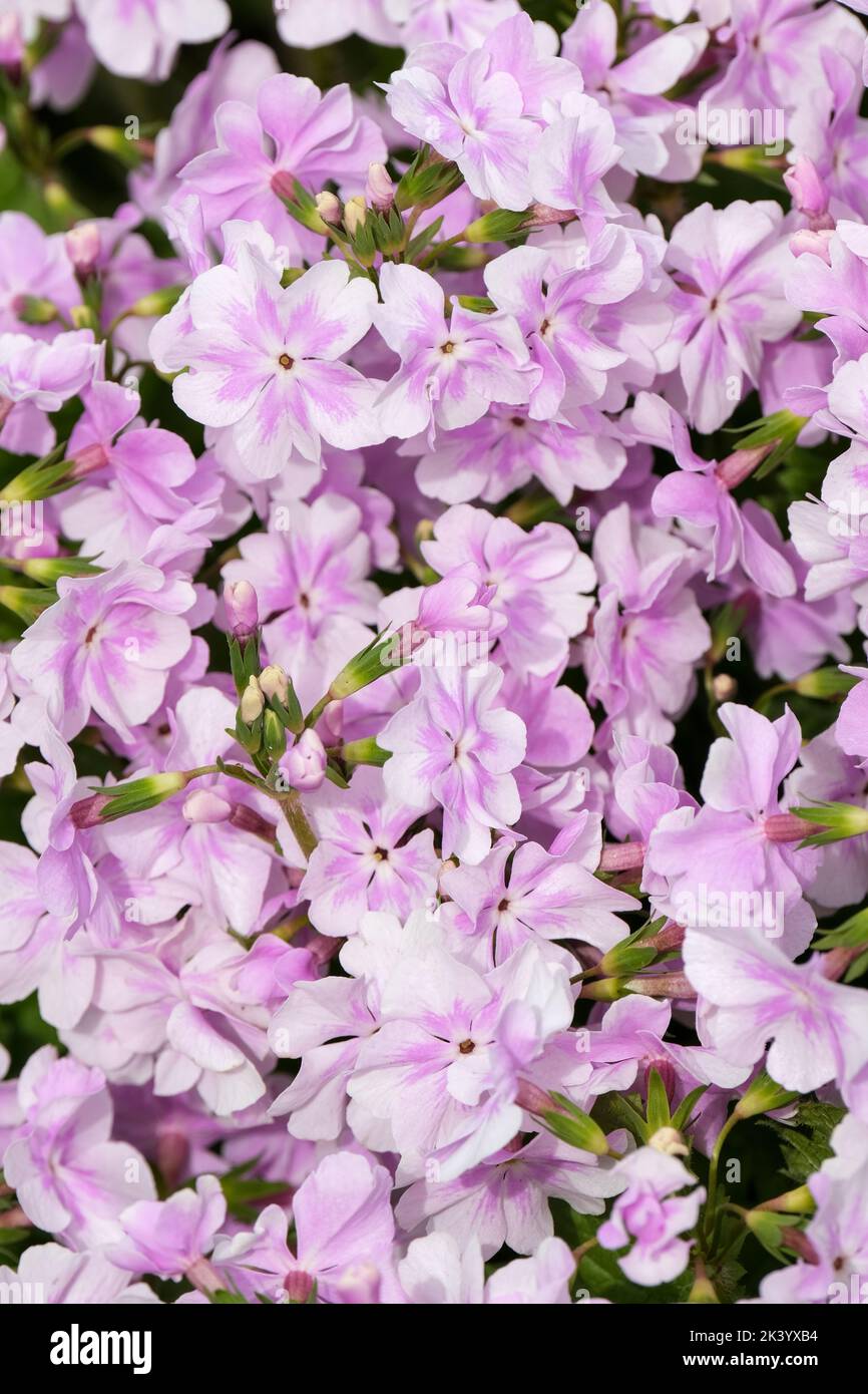 Primula sieboldii ‘Hana-monyo’, Primula Siebold, Primula giapponese, Primula Siebolds. Primo piano, fiori rosa Foto Stock
