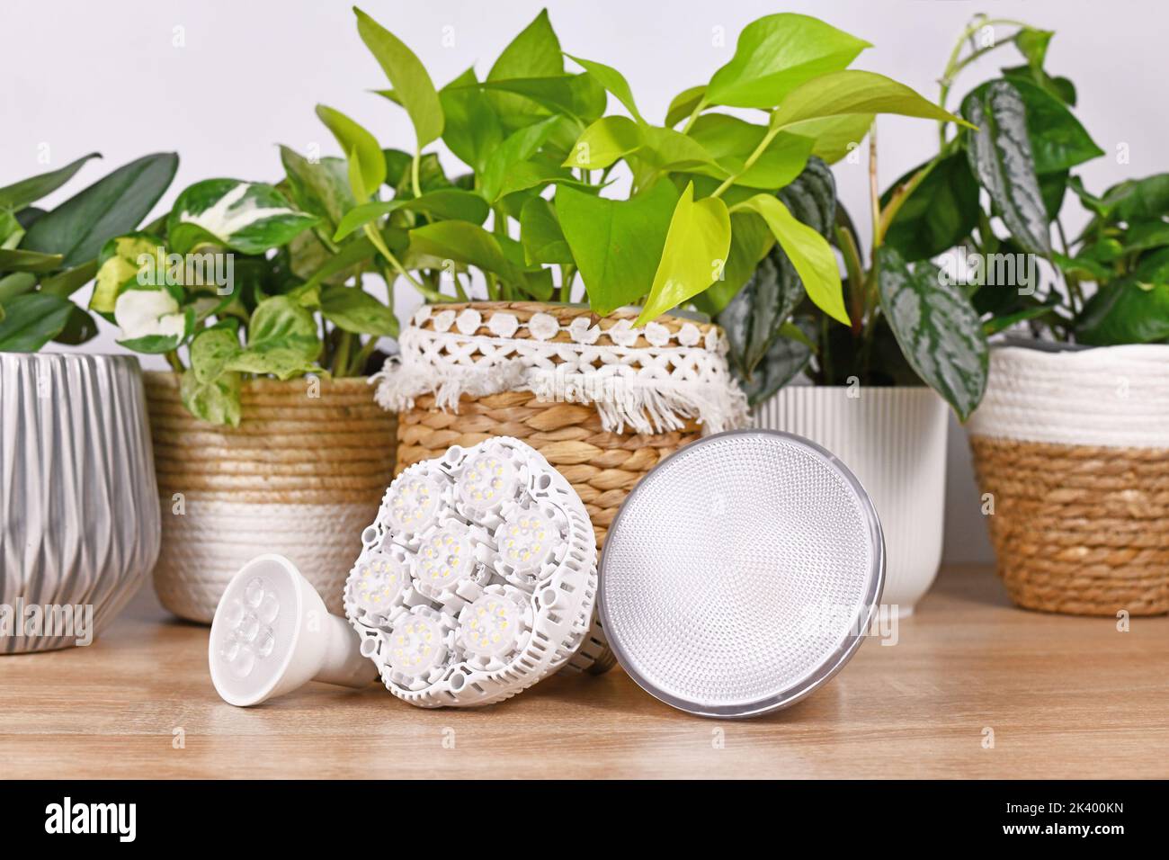 Diverse piante a LED crescono luci di fronte a piantine in vaso Foto Stock