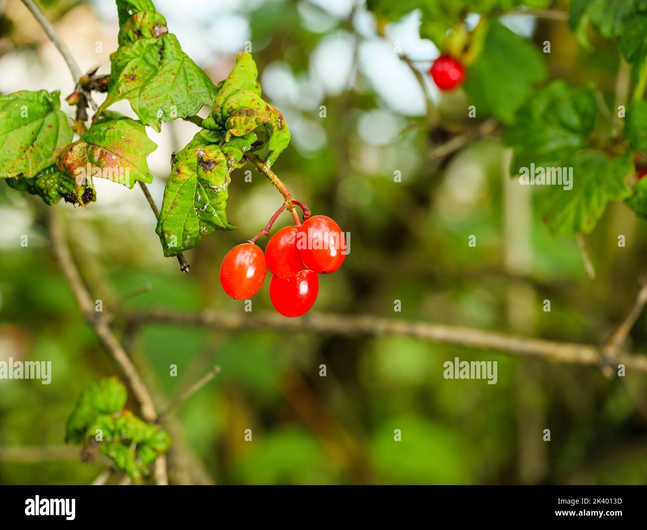 Succosa bacche mature su un cespuglio di viburnum rosso Foto Stock