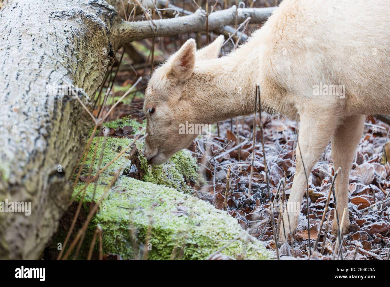 Ritratto di un bianco cucciolo alla ricerca di cibo nella foresta Foto Stock