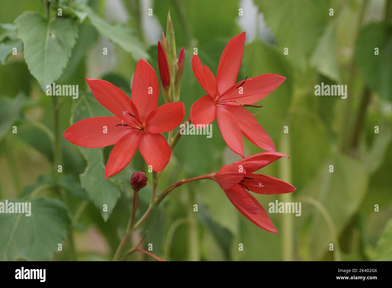 Hesperantha coccinea Foto Stock