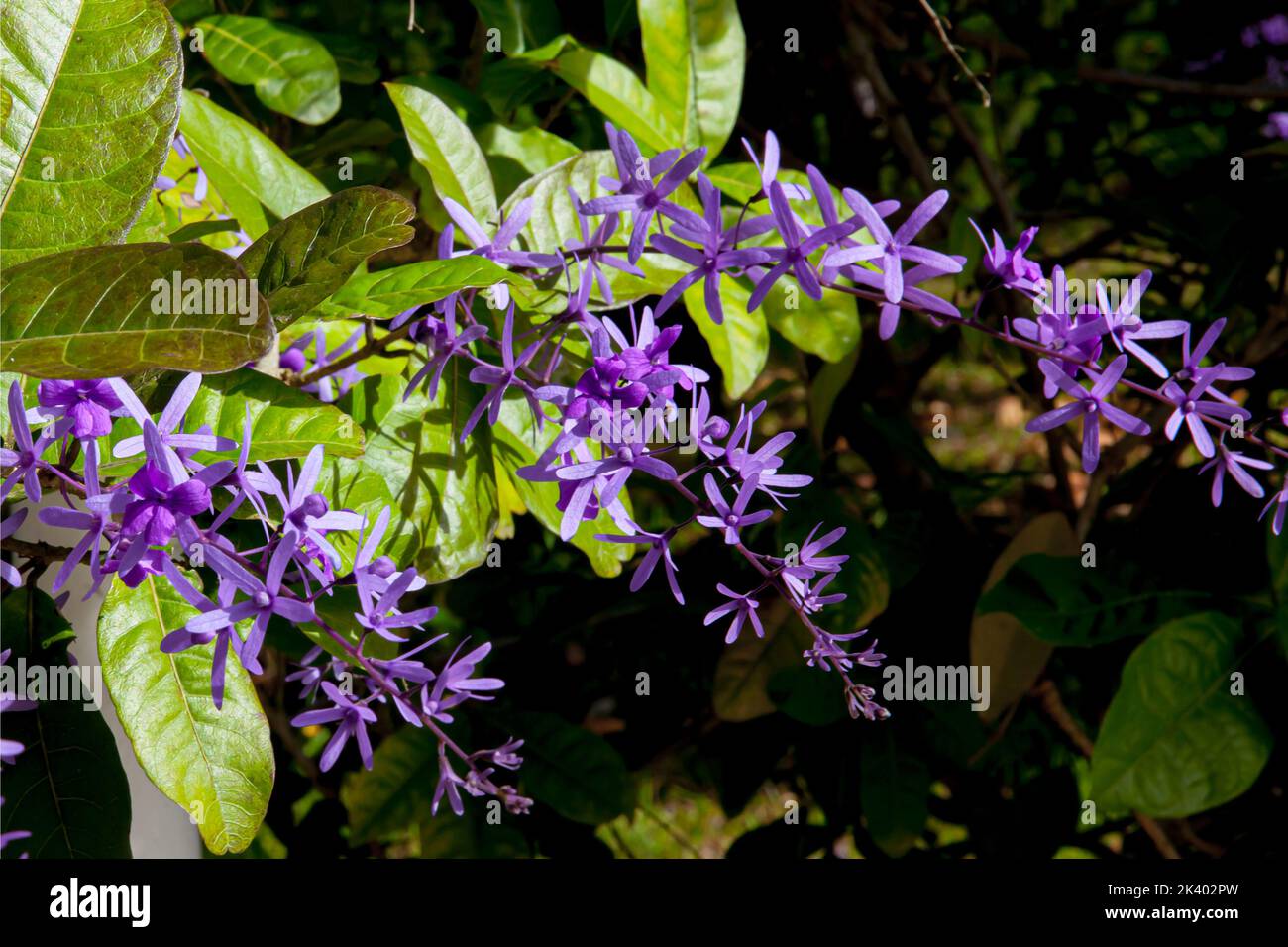 Fiore viola Petrea volubilis fiorisce in giardino soleggiato Foto Stock