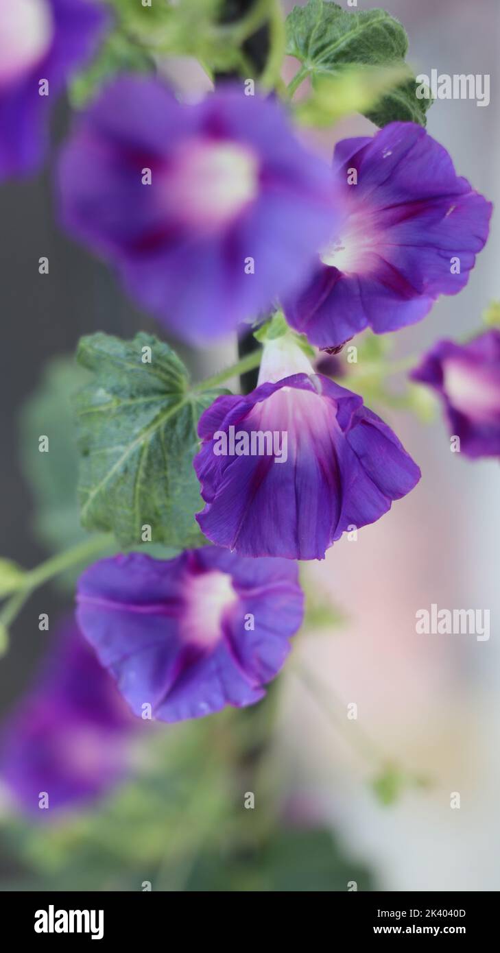Fiore rosa Foto Stock
