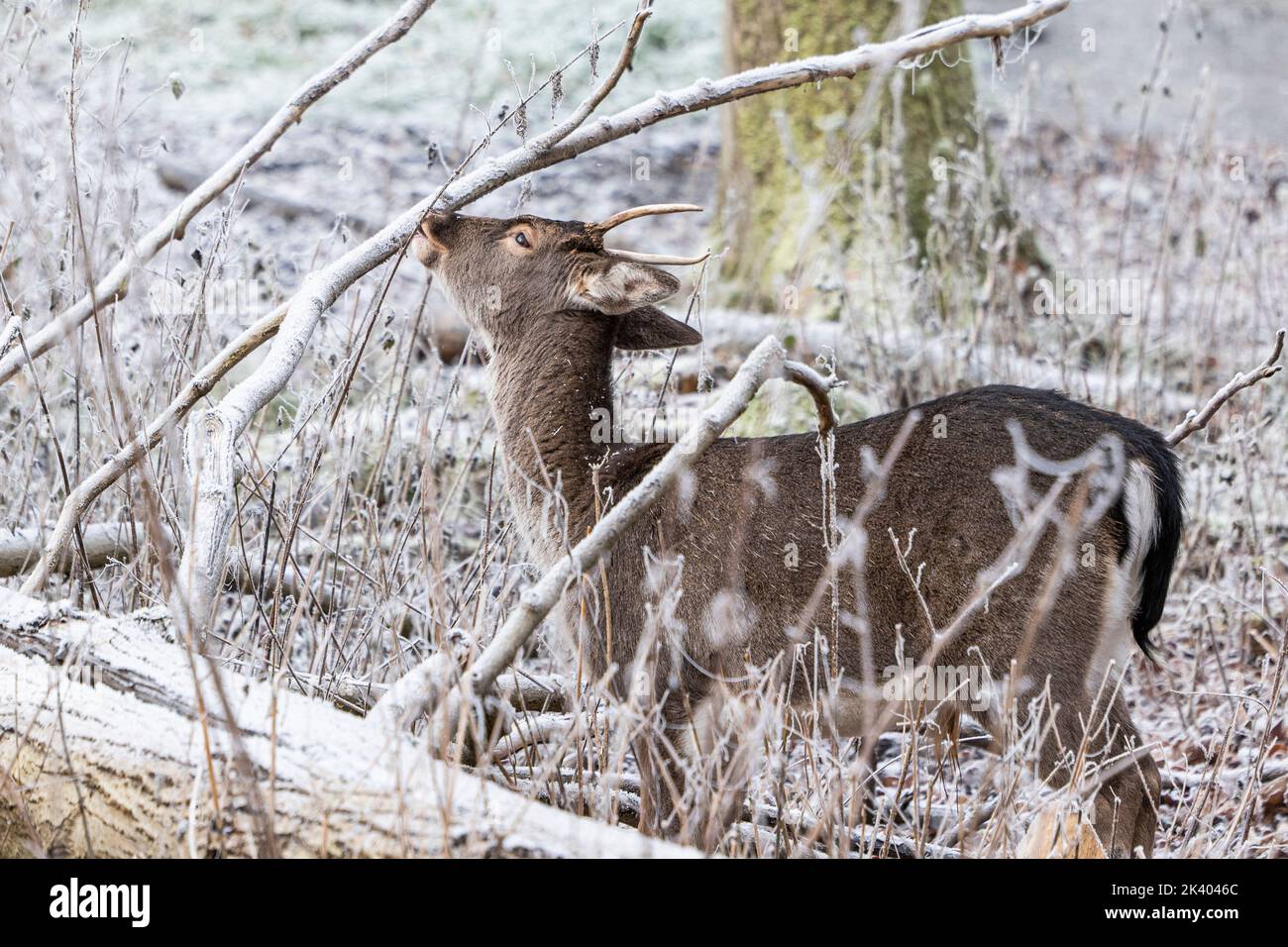 il cervo bruno nella foresta lecca un ramo coperto di brina Foto Stock