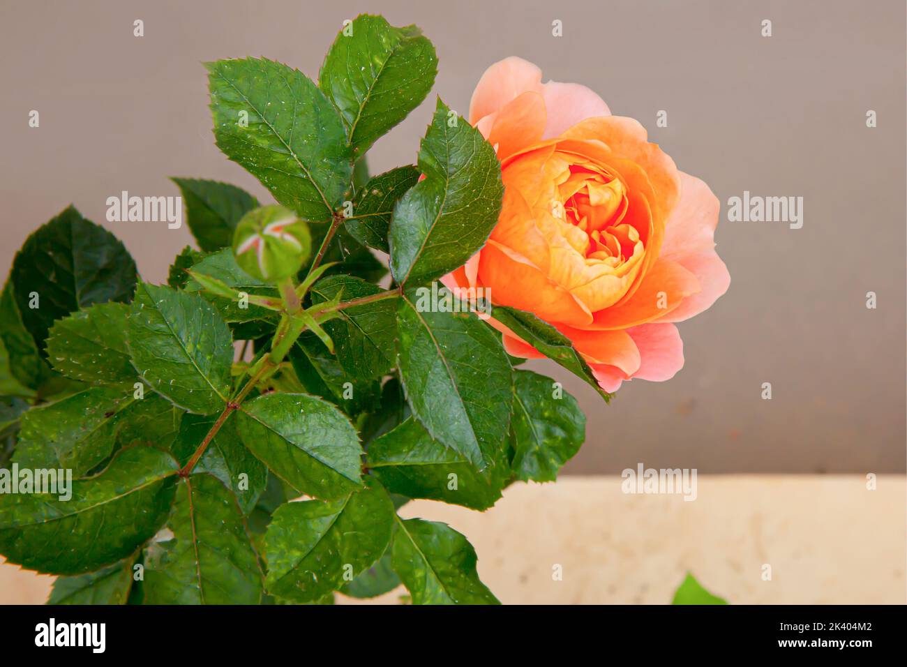 Rosa arancione, Pat Austin fiorisce in giardino. Foto Stock