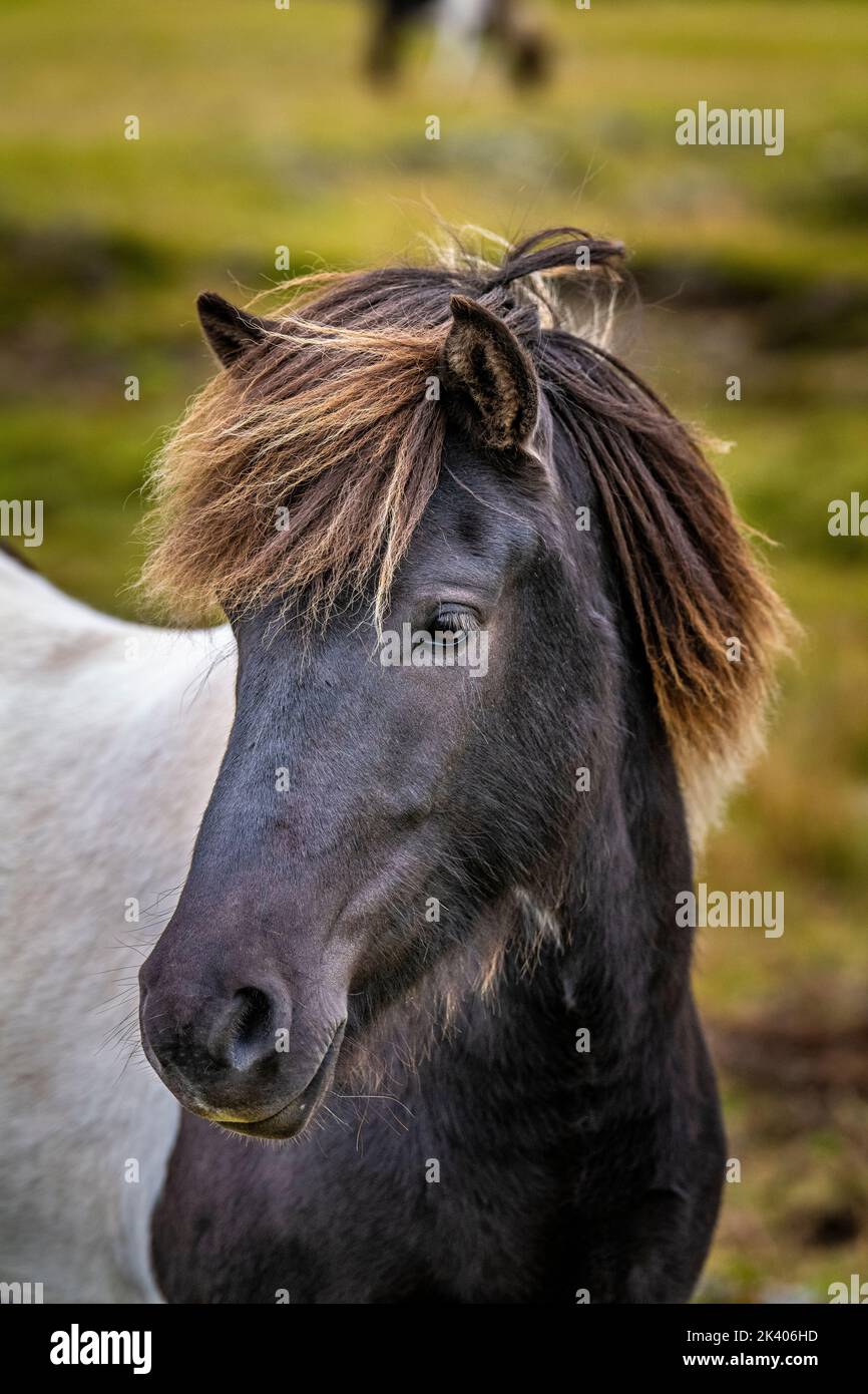 CAVALLO ISLANDESE HOF ISLANDA Foto Stock