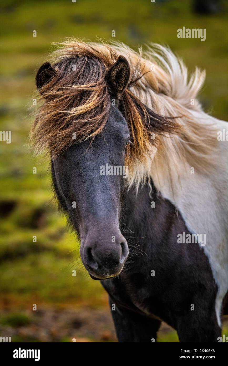 CAVALLO ISLANDESE HOF ISLANDA Foto Stock