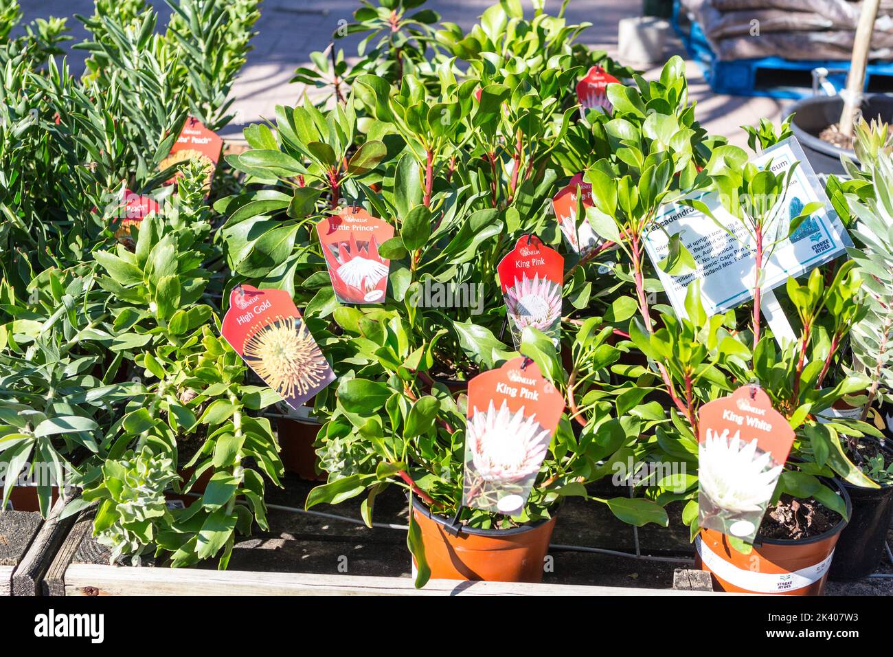 Primo piano di piante in vaso Protea in contenitori in un vivaio o giardino centro in vendita a Città del Capo, Sud Africa concetto orticoltura, giardinaggio, natura Foto Stock