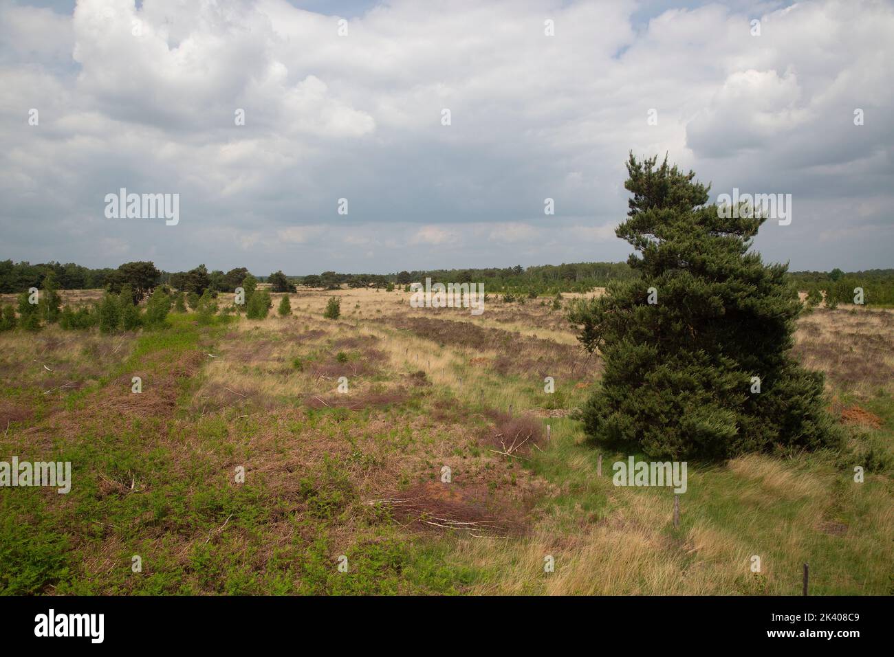 Paesaggio tipico del Parco Nazionale Olandese De Groote Peel, Nederweert, Limburgo, Paesi Bassi Foto Stock