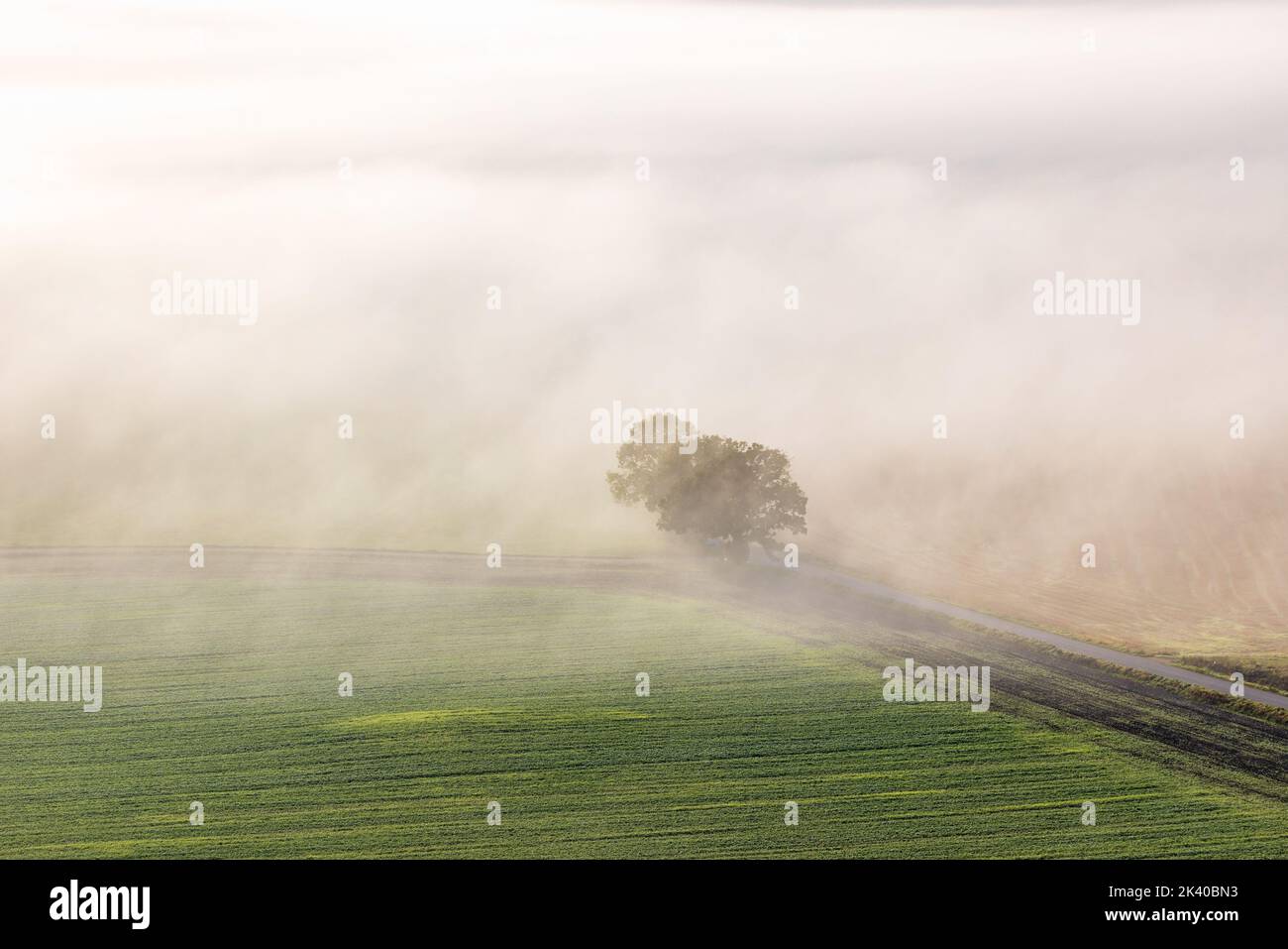 Vista aerea su un albero nella nebbia Foto Stock