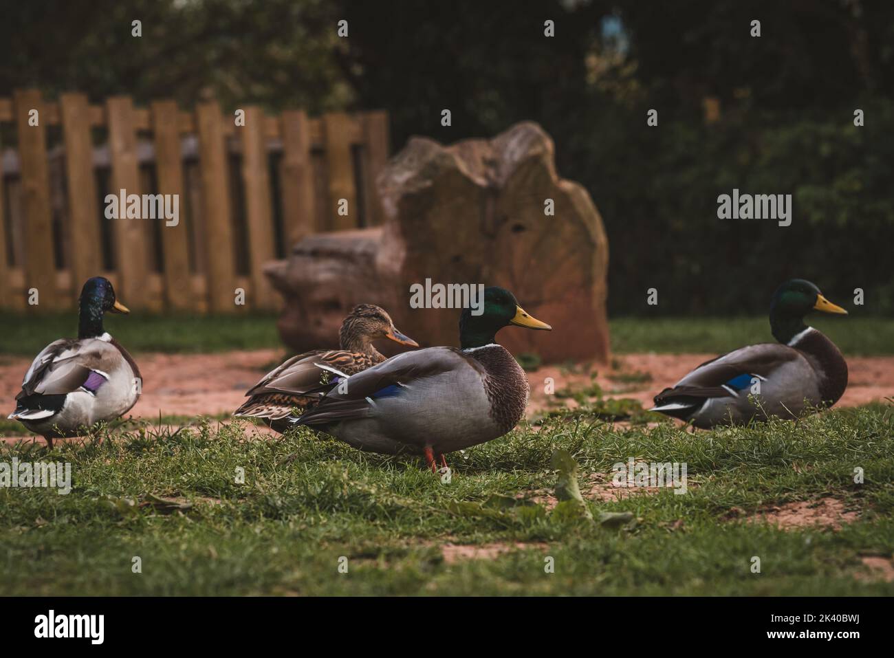 Diverse anatre che riposano nel parco Foto Stock